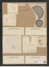 Coscinodiscus marginatus Ehr. (de-Toni-Nr.: Genus 202, Species 4966) Zeichnungen Sammlung Grunow Nr. 8561 (NHMW-BOT-W0378204)